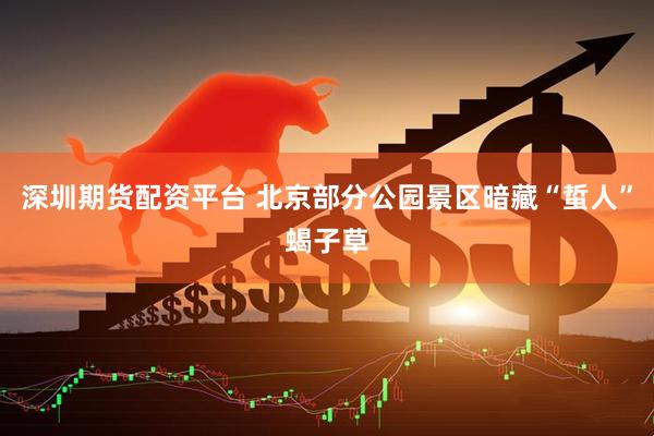 深圳期货配资平台 北京部分公园景区暗藏“蜇人”蝎子草